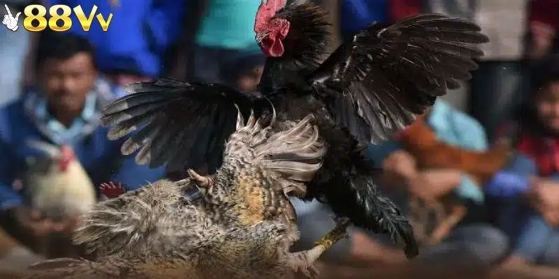 Cược thắng thua là hình thức cược phổ biến nhất khi tham gia