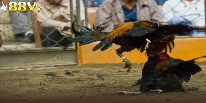 Một yếu tố giúp chiến thắng là người chơi hiểu rõ về các chiến kê